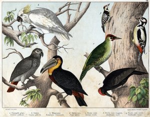 a: Pappagallo grigio (Psittacus erithacus), b: Pappagallo cacatua (Cacatua galerita), c: Tucano (Ramphastos temminckii), d: Picchio nero (Picus Martius), e: Picchio verde (Gecinus veridis), f: Picchio rosso maggiore (Dendrocopus minor) - "Storia Naturale d da Unknown artist