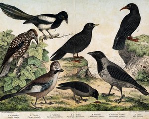 a: Cornacchia grigia (Corvus cornix), b: Taccola (Corvus monedula), c: Ghiandaia (Garrulus glandarius), d: Nocciolaia (Nucifraga caryocatactes), e: Gracchio alpino (Pyrrohocorax alpinus), f: Gracchio corallino (Pyrrhocorax pyrrhocorax) - in 