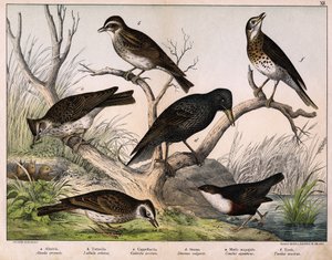 a: Allodola del nord (Alauda arvensis), b: Allodola lulu (Lullula arborea), c: Cappellaccia (Galerita cristata), d: Storno sansonetto (Sturnus vulgaris), e: Merlo acquaiolo (Cinclus aquaticus), f: Tordo (Turdus musicus) - in "Storia naturale degli uccelli" da Unknown artist