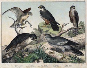 a: Falco pellegrino (Falco peregrinus), b: Falco lodolaio (Hypotriorchis subbuteo), c: Gheppio (Tunnunculus alaudarius), d: Sparviero europeo (Accipiter nisus), e: Falco cantante (Melierax musicus) - in 
