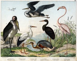 a: Fenicottero (Phoenicopterus roseus), b: cicogna bianca (Ciconia alba), c: cicogna nera (Ciconia nigra), d: marabù (Leptoptilus crumenifer), e: airone bianco (Ardea cinerea), f: airone rosso (Ardea purpurea) - in "Storia Naturale degli Uccelli", ed. Hoep