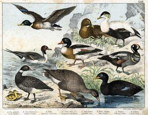 a: Oca selvatica (Asner segetum), b: Branta (Branta bernicla), c: Edredone comune (Somateria mollissima), d: Anatra arlecchino (Histrionicus torquatus), e: Anatra nera (Oidemia fusca), f: Germano reale (Anas boschas), g: Tadone di Belon (Adorna cornuta), h da Unknown artist