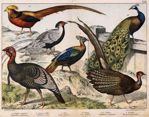 a: Fagiano argentato (Euplocamus nycthemerus), b: Fagiano dorato (Thaumalea picta), c: Fagiano maestoso (Argus giganteus), d: Pavone blu (Pavo cristatus), e: Lophophorus impeyanus, f: Tacchino (Meleagris gallo-pavo), in "Storia naturale degli uccelli", ed. da Unknown artist