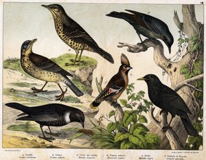 a: Tordo (Turdus viscivorus), b: Tordo (Turdus pilaris), c: Merlo (Merula torquata), d: Merlo azzurro (Monticola cyanus), e: Merlo (Merula nigra), f: Beccofrusone (Ampelis garulus) - in 