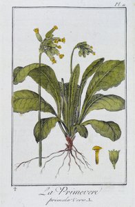 La Primula (Primula veris) - in "Esercizi di botanica per commercianti", scritto da J.C. Philibert, Imprimerie de Crapelet, Parigi da Unknown artist