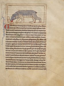 Un orso da Unknown artist