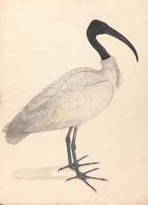 Un uccello indiano bianco e nero, (uno di una coppia) da Unknown artist