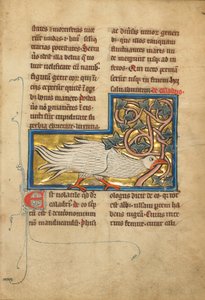 Un uccello di Caladrius da Unknown artist