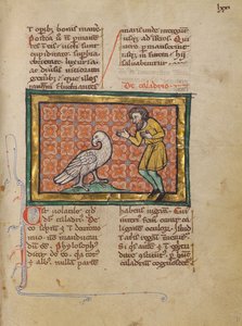 Un uccello di Caladrius da Unknown artist