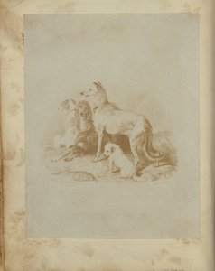 [Un gruppo di cinque cani]