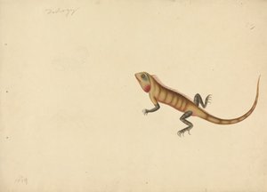 Una Lucertola con Schizzi di uno Scorpione e un Ragno da Unknown artist