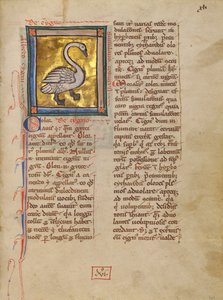 Un Cigno da Unknown artist