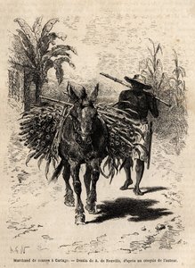 Un mercante di canne e il suo mulo a Cartago (Costa Rica), l