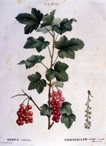 Un uva spina: tavola botanica del XIX secolo da Unknown artist