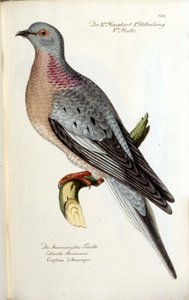Una colomba migratrice, ora estinta. Carta zoologica dopo Fritsch da Unknown artist