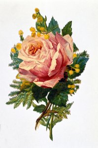 Una rosa da Unknown artist