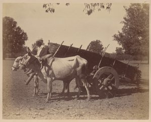 Carrello agricolo, Guzerat