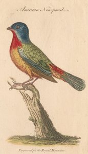 American Non-pareil da Unknown artist