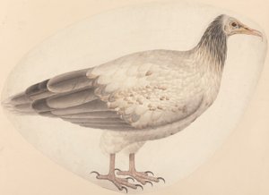Un Avvoltoio Egiziano da Unknown artist