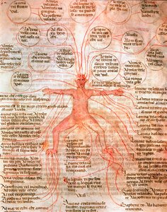 Carta anatomica che illustra la circolazione del sangue