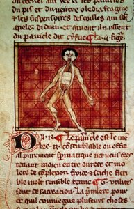 Figura anatomica: pelle, torace aperto. Miniatura dal manoscritto Chirurgia (Folio 11v) scritto da Enrico di Mondeville