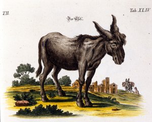 Ankey. Rappresentazione del XVIII secolo da Unknown artist