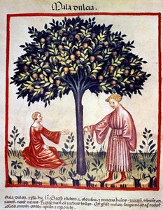 Raccolta di mele. Miniatura dal 