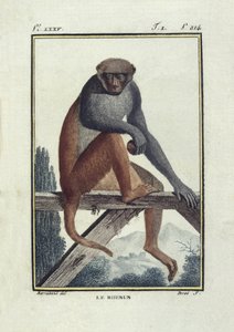BUFON, Georges-Louis Leclerc, conte di (1707-1788). Macachi rhesus. Illustrazione della 
