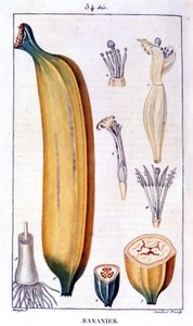 Albero di banana da Unknown artist