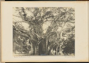Baobab Tree. Mombassa. da Unknown artist