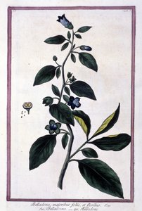 Belladonna, fiori e bacche. Pianta velenosa usata in medicina. Incisione da un erbario del XIX secolo da Unknown artist