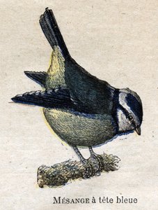 Uccelli utili per l
