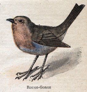 Uccelli utili all
