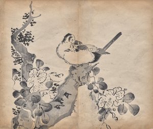 Fiori e Uccelli