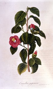 Tavola botanica: Camelia dal Giappone. Incisione del XIX secolo