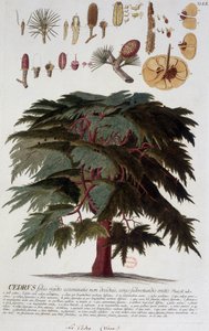 Tavola botanica: Cedro. s.d. XIX secolo da Unknown artist