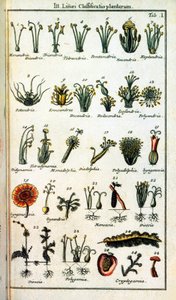 Tavola botanica: Classificazione delle piante di Carl von Linne (1707-1778), naturalista svedese in "Compendium Botanices Systematis Linnean".