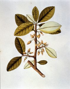 Tavola botanica che raffigura la pianta di coca (Erytroxilum Havanense) dall