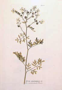 Tavola botanica: ruta officinale (Ruta graveolens). In 