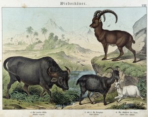 Bufalo, capra, capra e stambecco - in "Natural histories of mammals", ed. Schreiber da Unknown artist