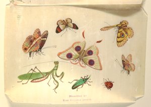Farfalle e altri insetti da Unknown artist