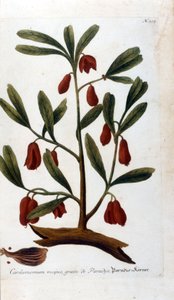 Cardamomo. Incisione del XVIII secolo. da Unknown artist