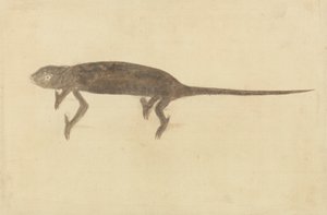 Chamaeler Chamaeleon da Unknown artist