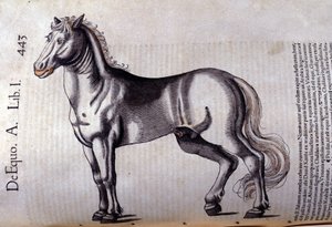 Cavallo. In Historia Animalium di Conrad Gesner (1516 - 1565), Tiguri da Unknown artist