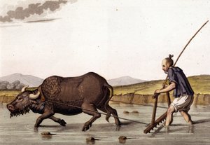 Cina, aratura delle risaie con buoi - in “Il Costume Antico e Moderno” di Jules Ferrario