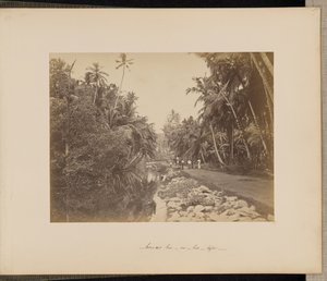 Boschetto di noci di cacao vicino a Galle, Ceylon da Unknown artist