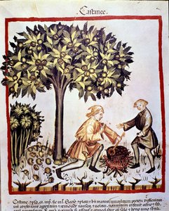 Raccolta e preparazione delle castagne in autunno. Miniatura dal Tacuinum sanitatis