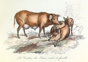 "Completes de Buffon" con la nomenclatura di Linneene e la classificazione di Cuvier: Gli animali: Il maiale del Siam (incisione) da Unknown artist