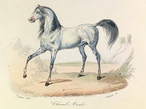 "Completes de Buffon" con la nomenclatura di Linneene e la classificazione di Cuvier: Les animaux: Cheval Arabe (incisione)