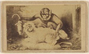 [Copia di un dipinto che raffigura una scimmia che tiene un topo per la coda davanti a un piccolo cane bianco]. da Unknown artist
